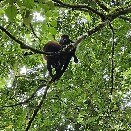 Bewak Cr Otel Tortuguero Dış mekan fotoğraf