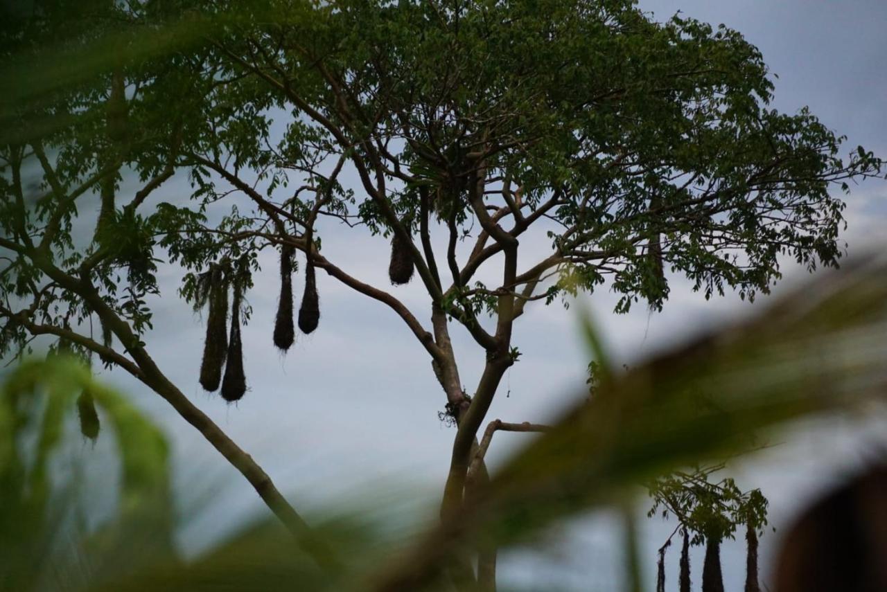 Bewak Cr Otel Tortuguero Dış mekan fotoğraf