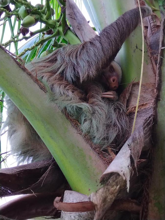 Bewak Cr Otel Tortuguero Dış mekan fotoğraf