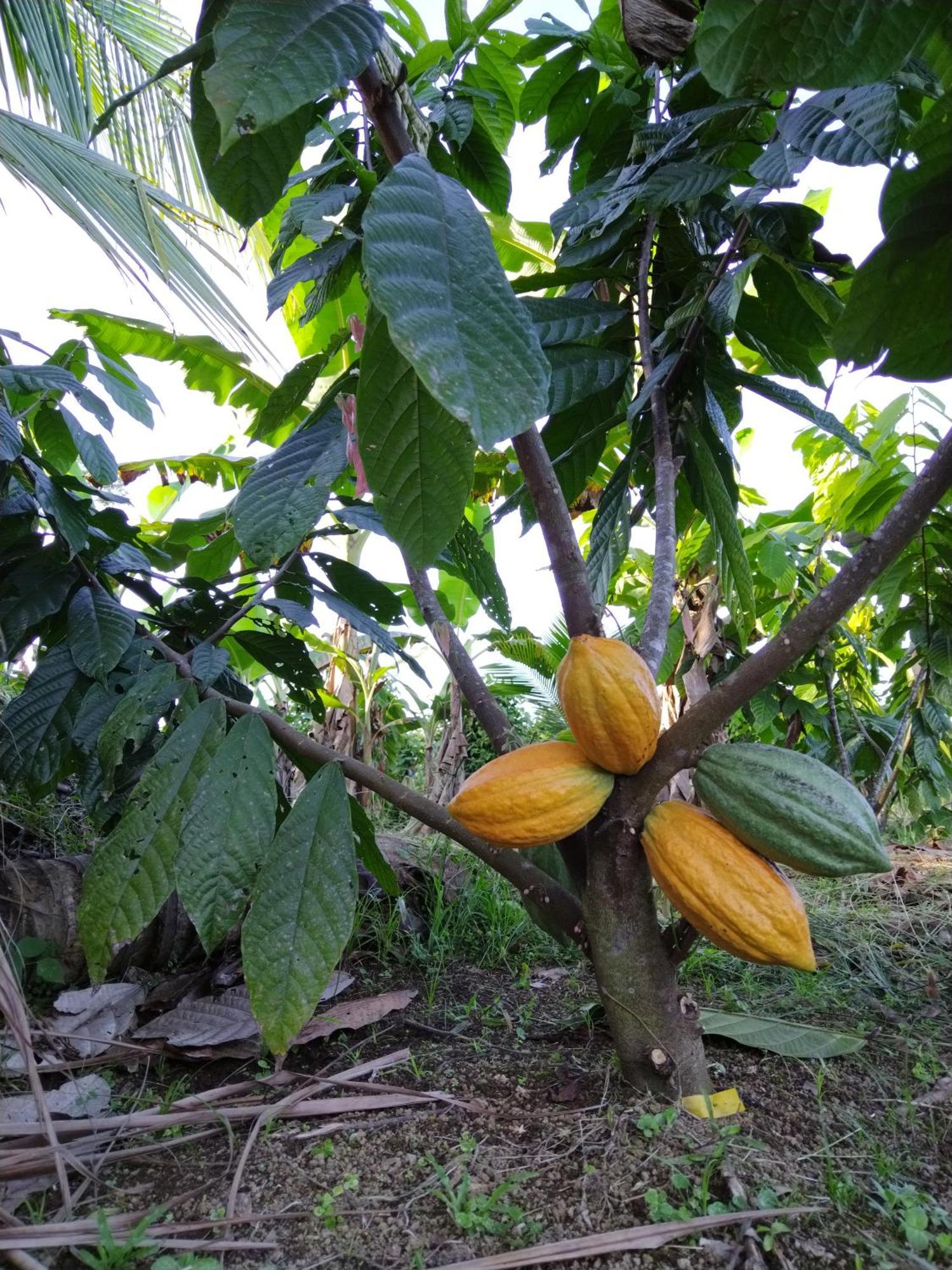 Bewak Cr Otel Tortuguero Dış mekan fotoğraf